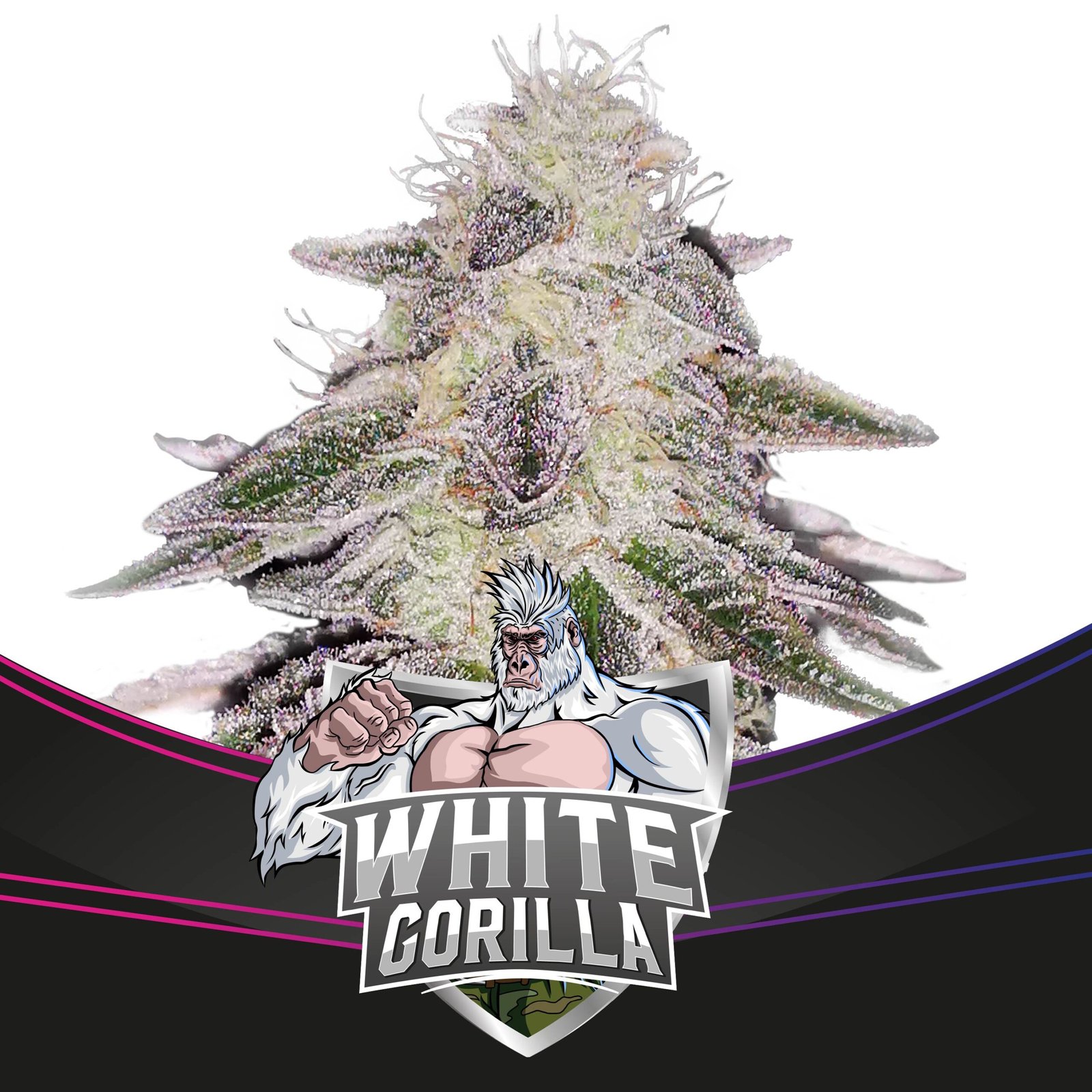 White Gorilla BSF SEEDS