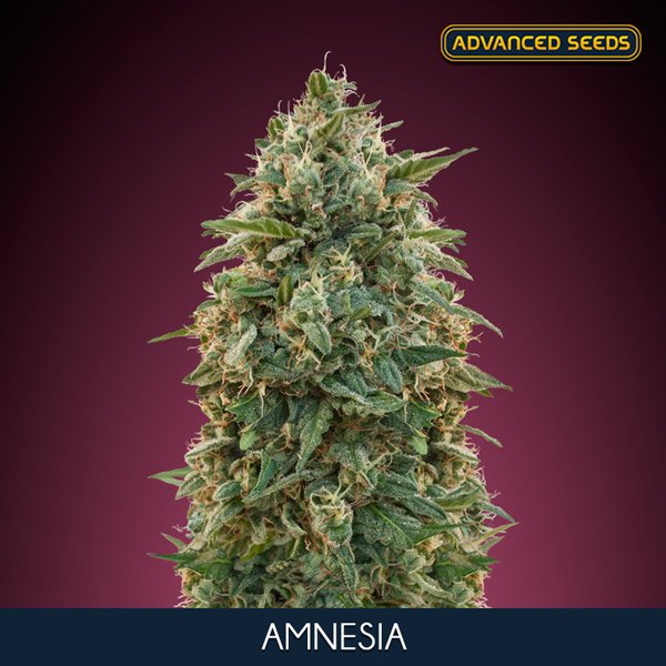 Amnesia—1-u-fem-Advanced-Seeds