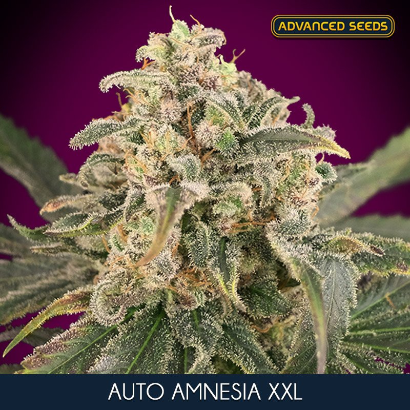 Auto-Amnesia-XXL—1-u-fem-Advanced-Seeds