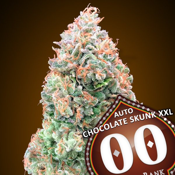 Auto-Chocolate-Skunk-XXL—3-u-fem-00-Seeds
