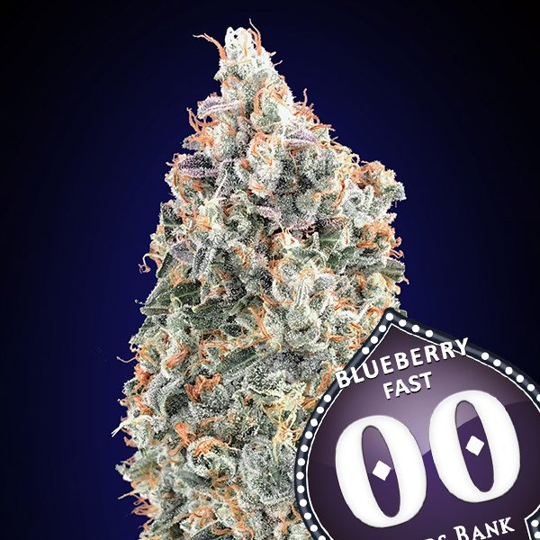 Blueberry-Fast—3-u-fem-00-Seeds