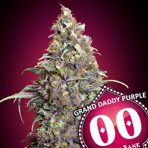 Grand-Daddy-Purple—3-u-fem-00-Seeds