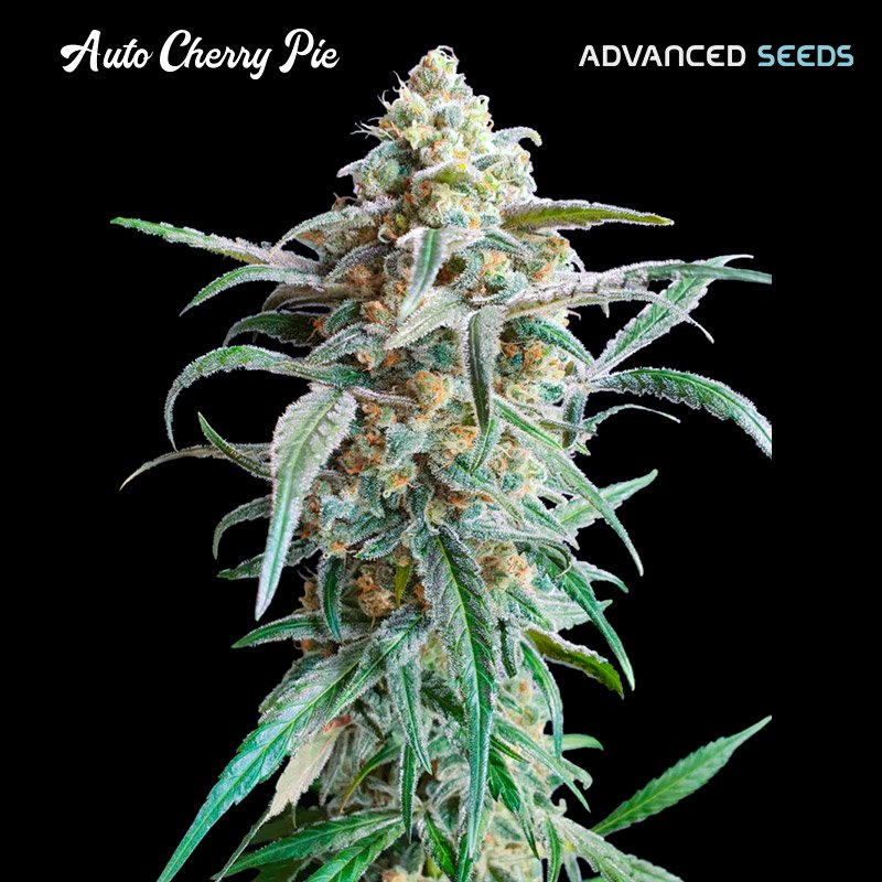 Auto-Cherry-Pie—1-u-fem-Advanced-Seeds
