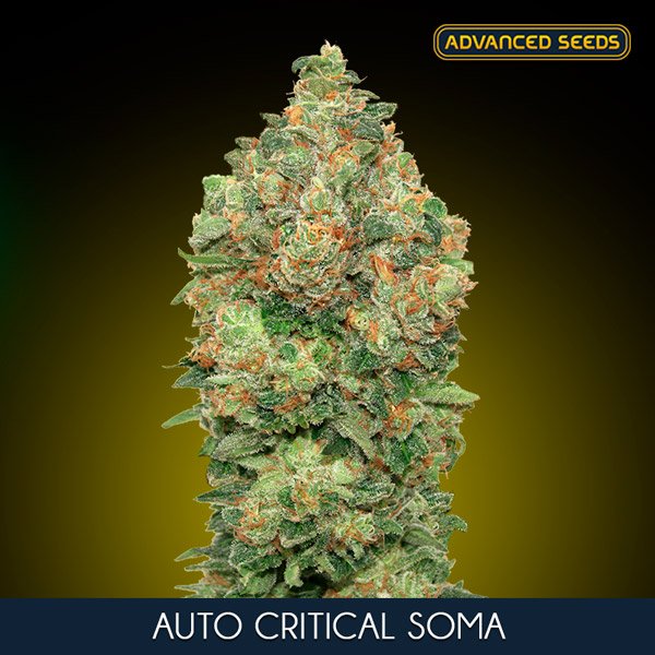 Auto-Critical-Soma–1-u-fem-Advanced-Seeds