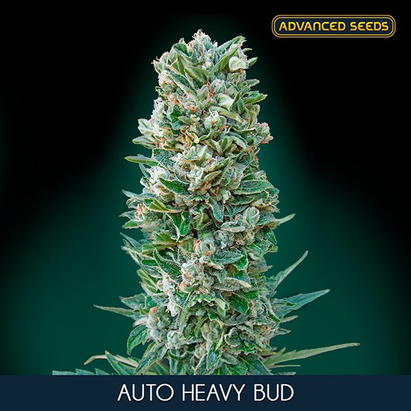 Auto-Heavy-Bud–1-u-fem-Advanced-Seeds