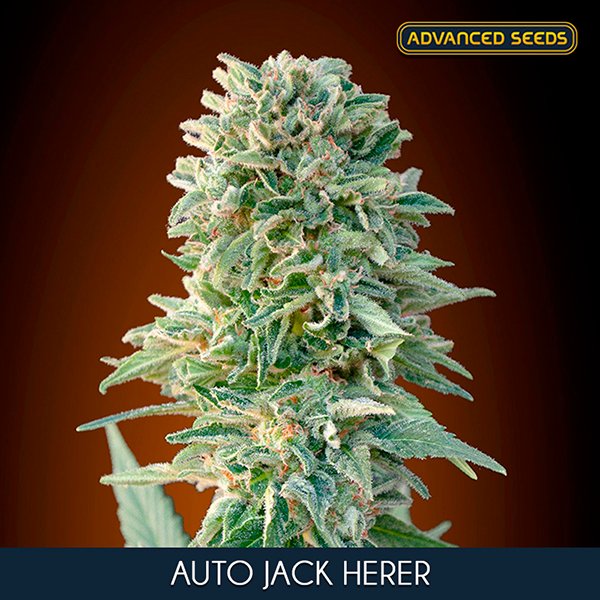 Auto-Jack-Herer—1-u-fem-Advanced-Seeds