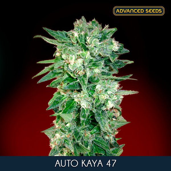 Auto-Kaya-47—–1-u-fem-Advanced-Seeds