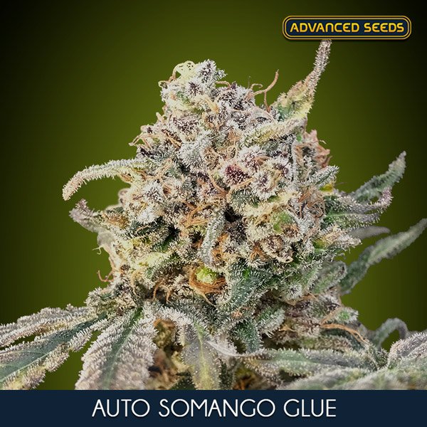 Auto-Somango-Glue—1-u-fem-Advanced-Seeds