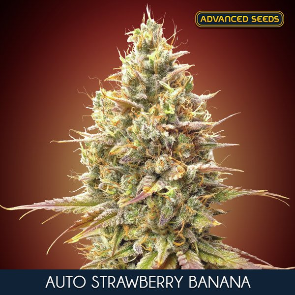 Auto-Strawberry-Banana—1-u-fem-Advanced-Seeds