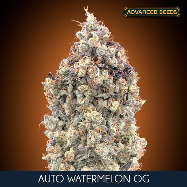 Auto-Watermelon-Og—1-u-fem-Advanced-Seeds