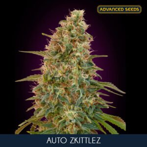 Auto-Zkittlez—1-u-fem-Advanced-Seeds