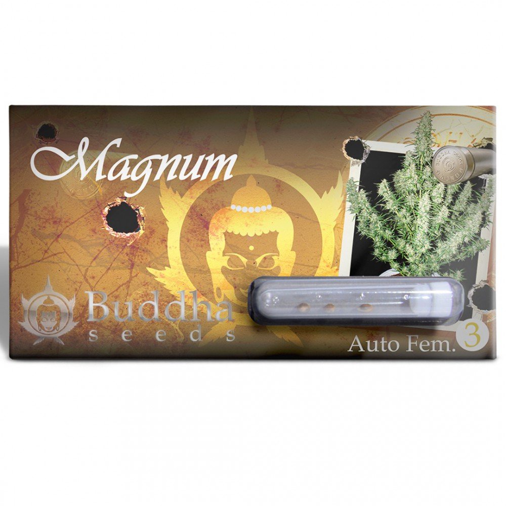 magnum-autofloreciente-buddha-seeds (3)