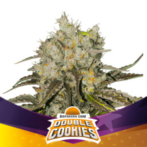 double-cookies-fem-1000×1000-1-e1680198121449.png