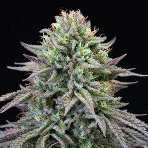 Cherry-Cooks-3-u-fem-Cookies-Seed-Bank