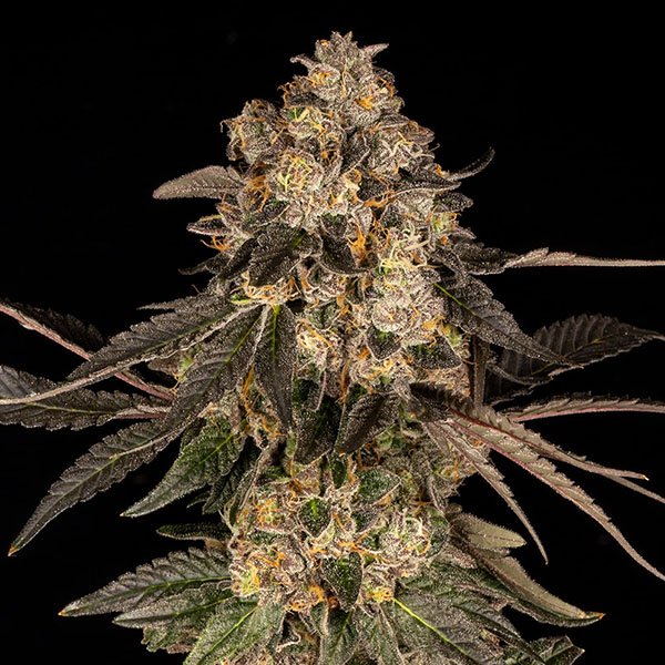 Cherry-Fritter-3-u-fem-Cookies-Seed-Bank