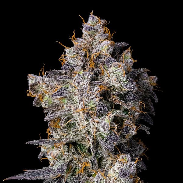 Cherry-Zelato-3-u-fem-Cookies-Seed-Bank