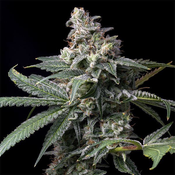 GMO-X-Hollywood-6-u-fem-Cookies-Seed-Bank