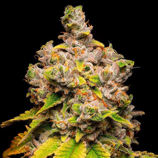 Lemon-Cherry-Sherb-3-u-fem-Cookies-Seed-Bank