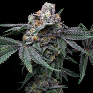 Mango-X-Hollywood-6-u-fem-Cookies-Seed-Bank