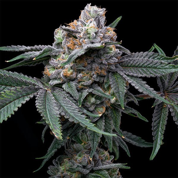 Mango-X-Hollywood-6-u-fem-Cookies-Seed-Bank